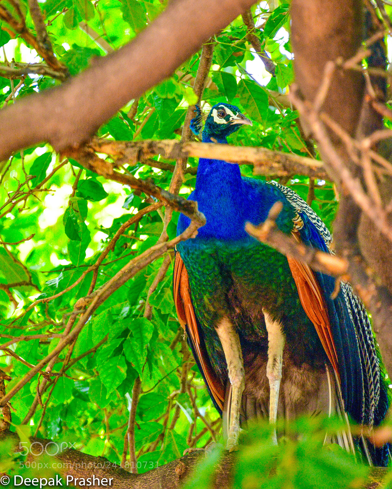 Nikon D800 sample photo. In the tree photography