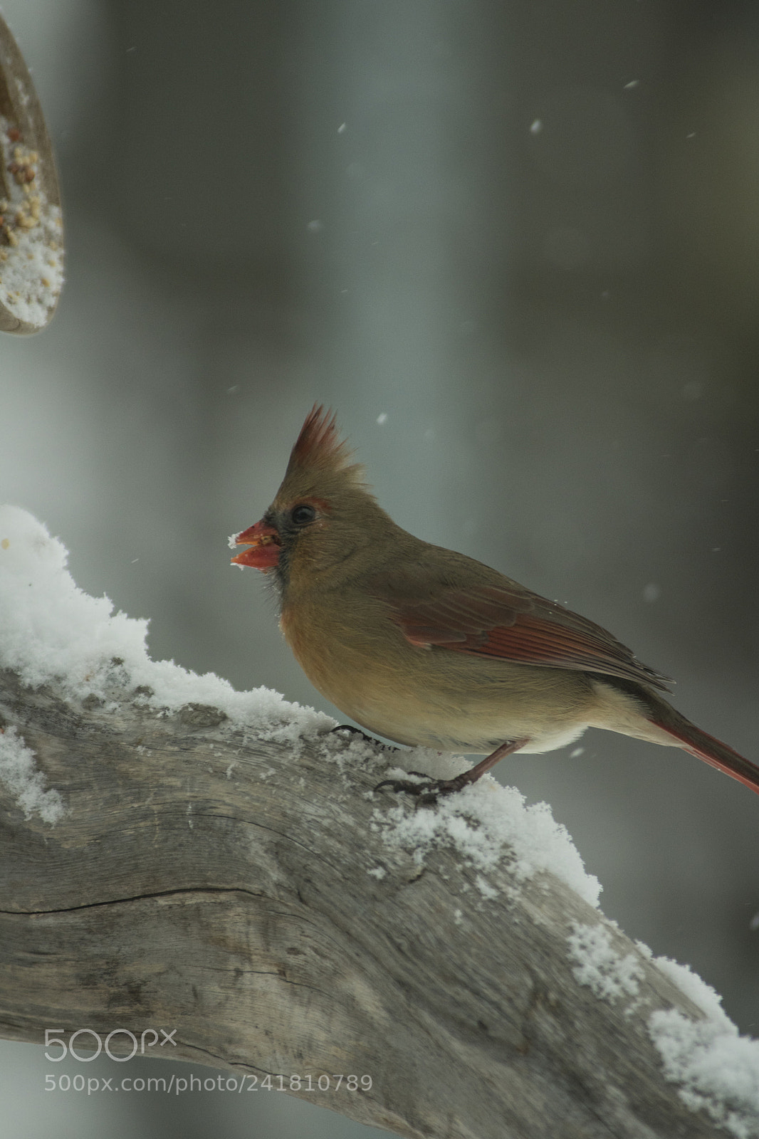 Canon EOS 750D (EOS Rebel T6i / EOS Kiss X8i) sample photo. Female cardinal photography