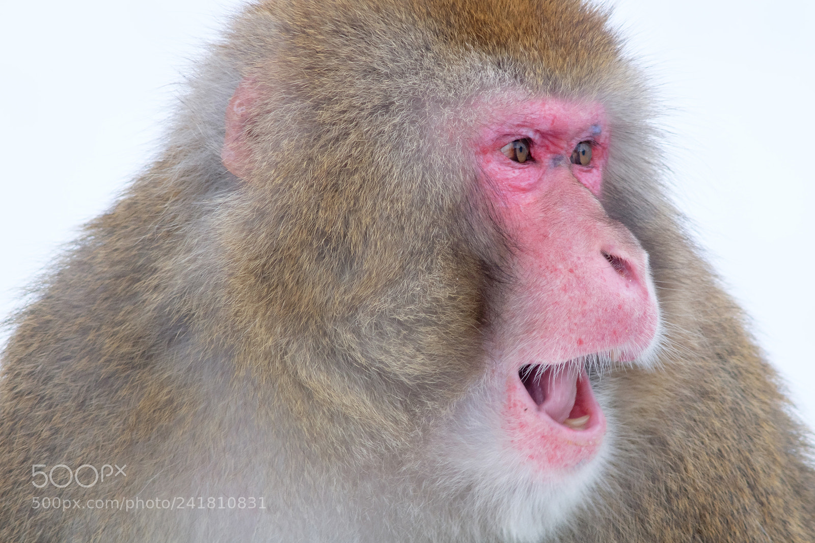 Fujifilm X-M1 sample photo. Monkey in winter photography
