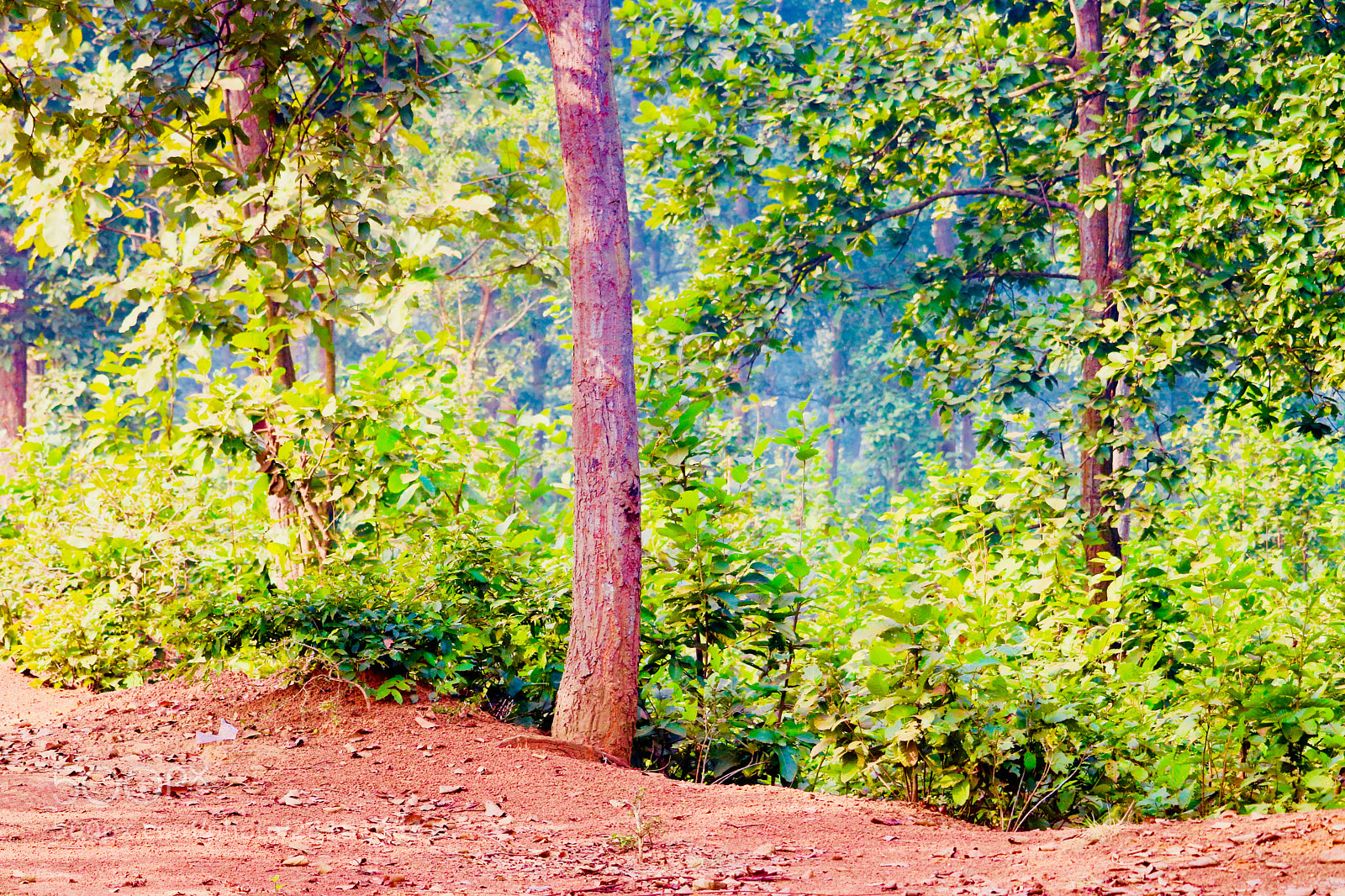 Canon EOS 750D (EOS Rebel T6i / EOS Kiss X8i) sample photo. Dense forest photography