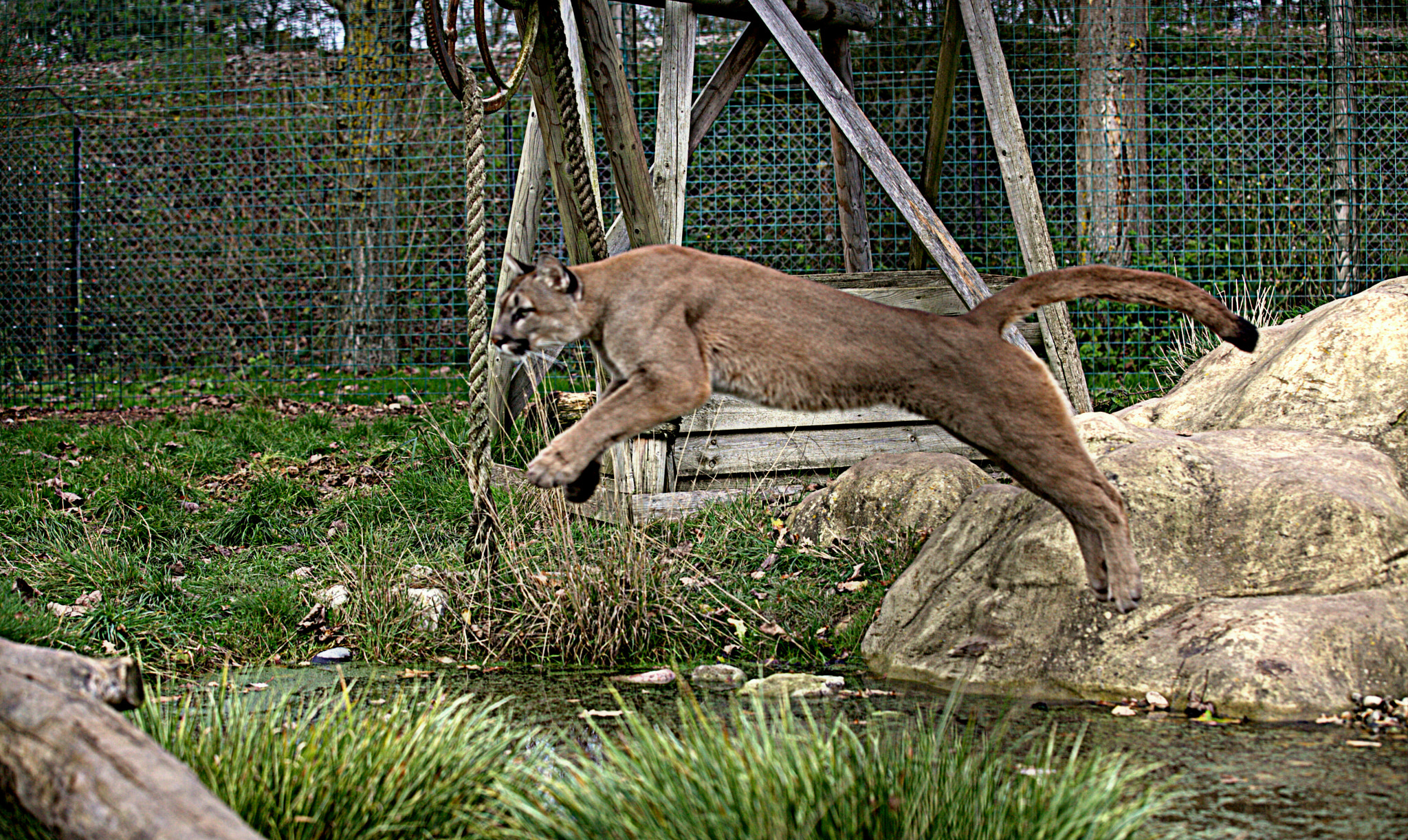 Canon EF 70-200mm F2.8L IS II USM sample photo. Cougar photography