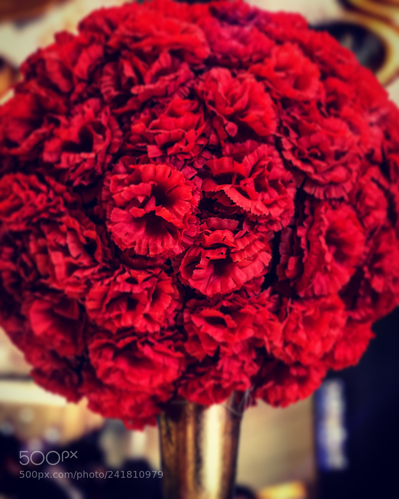 Apple iPhone 7 Plus sample photo. Red flower photography