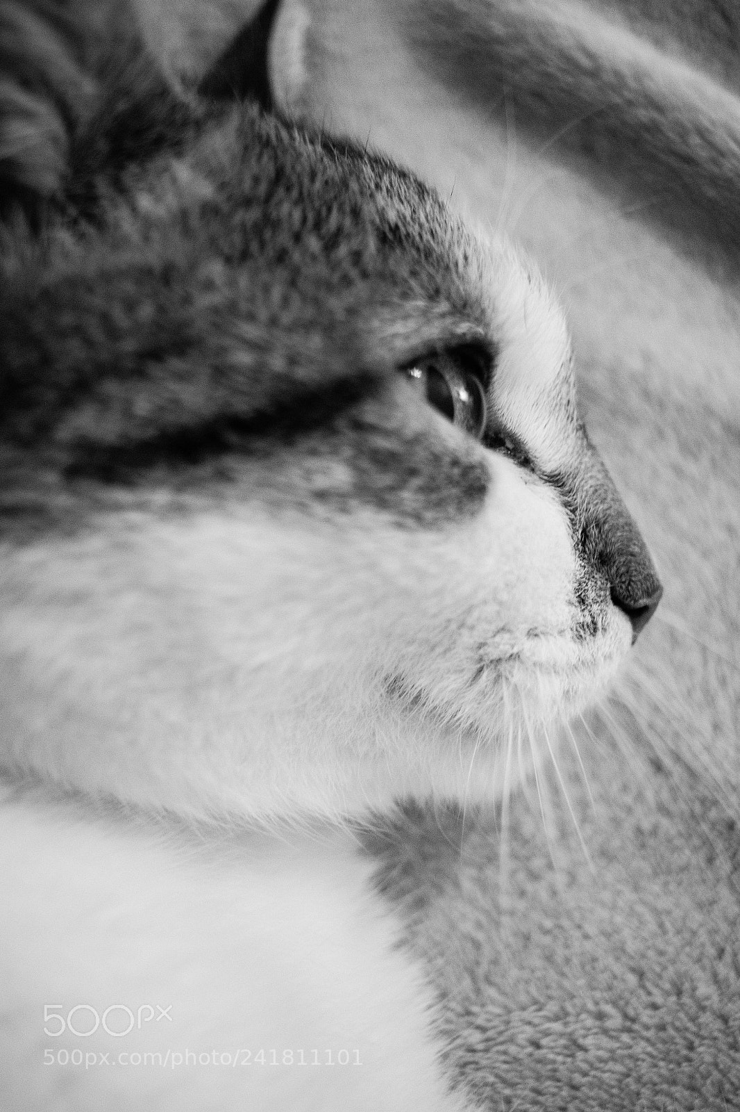 Canon EOS 650D (EOS Rebel T4i / EOS Kiss X6i) sample photo. Smiling cat photography
