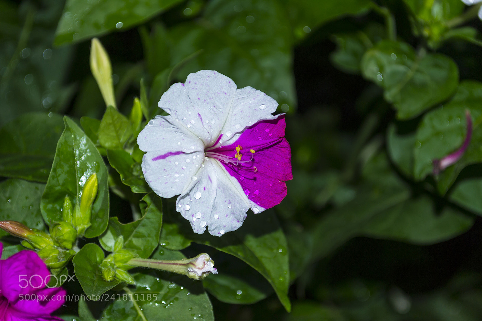 Nikon D3100 sample photo. Colores del verano en photography