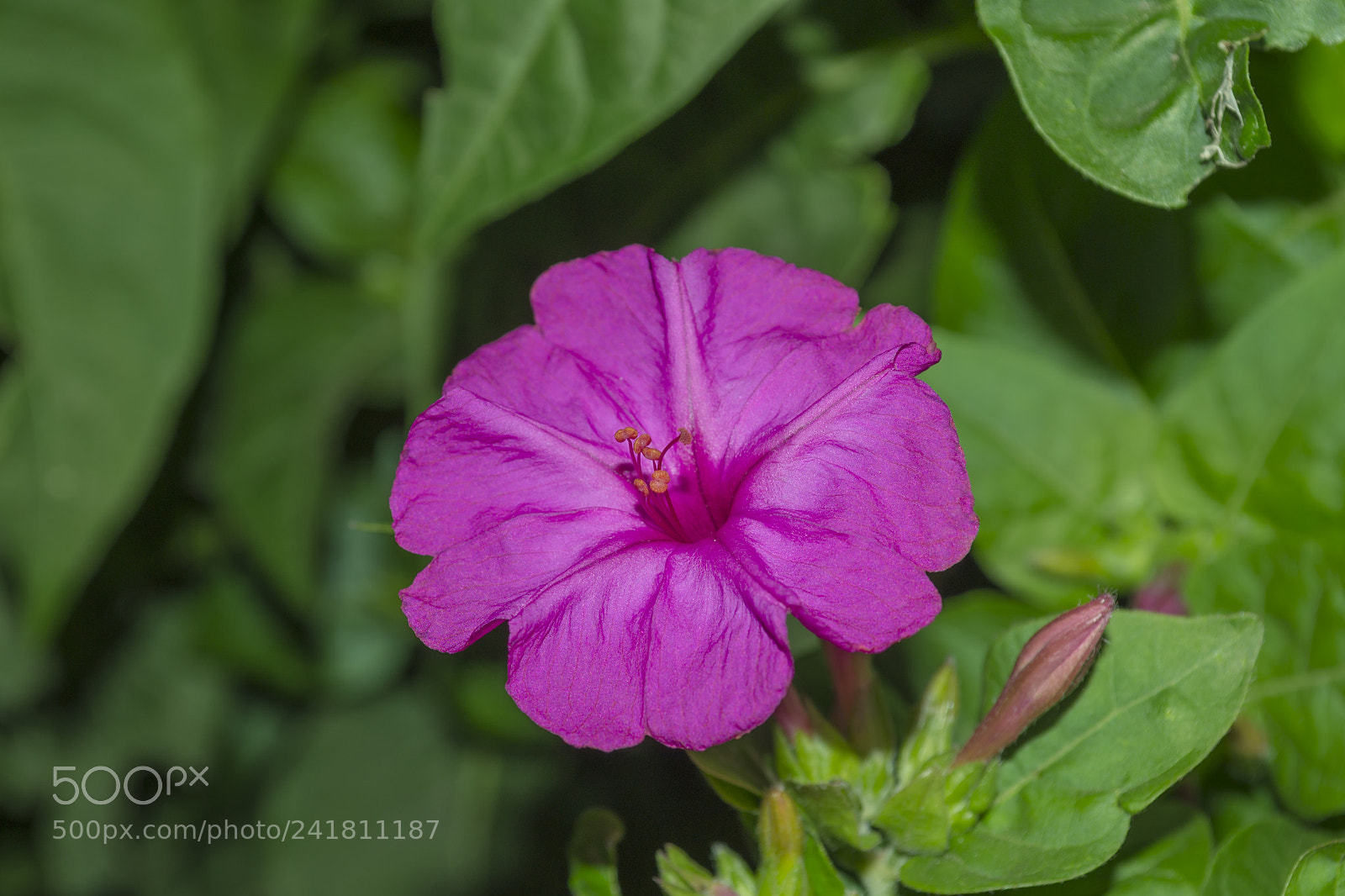 Nikon D3100 sample photo. Colores del verano en photography