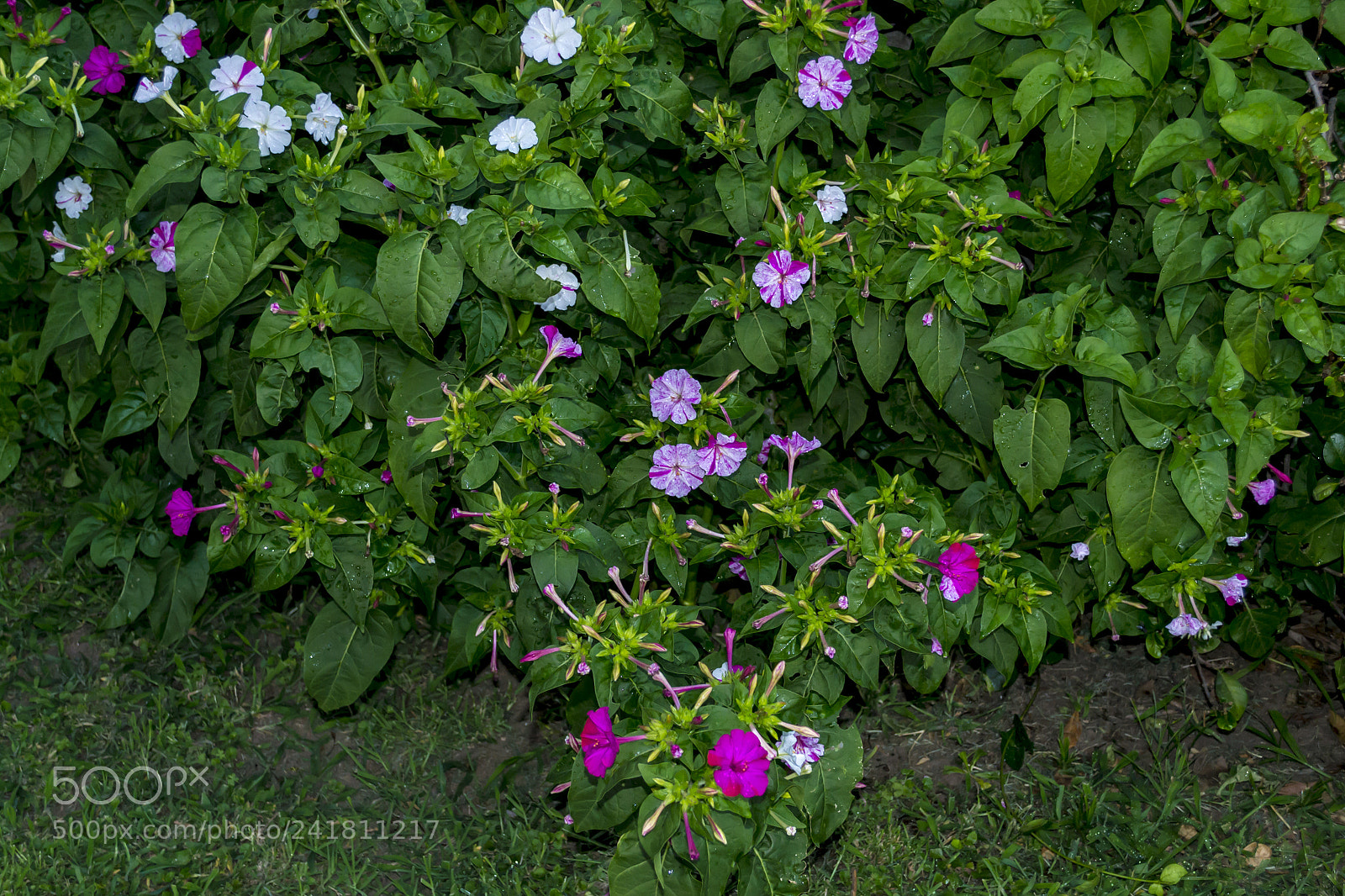 Nikon D3100 sample photo. Colores del verano en photography