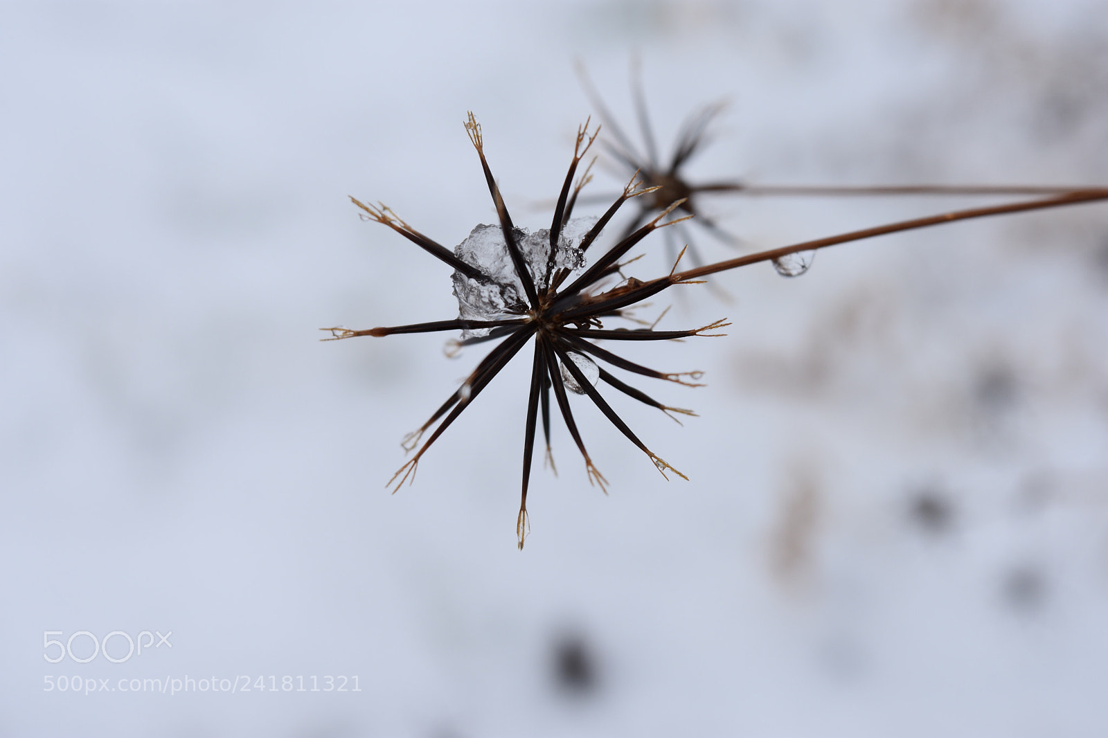 Nikon D3400 sample photo. ❄️ photography