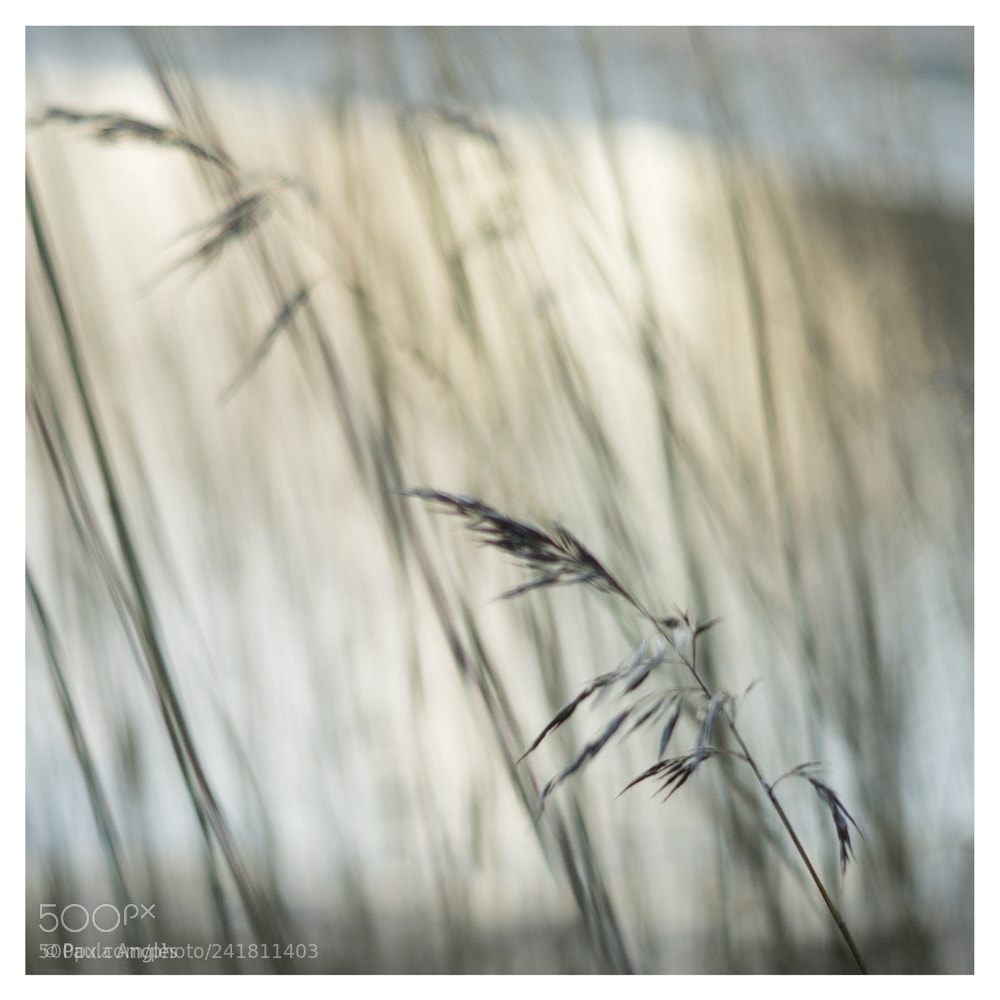 Sony SLT-A99V sample photo. In the wind photography