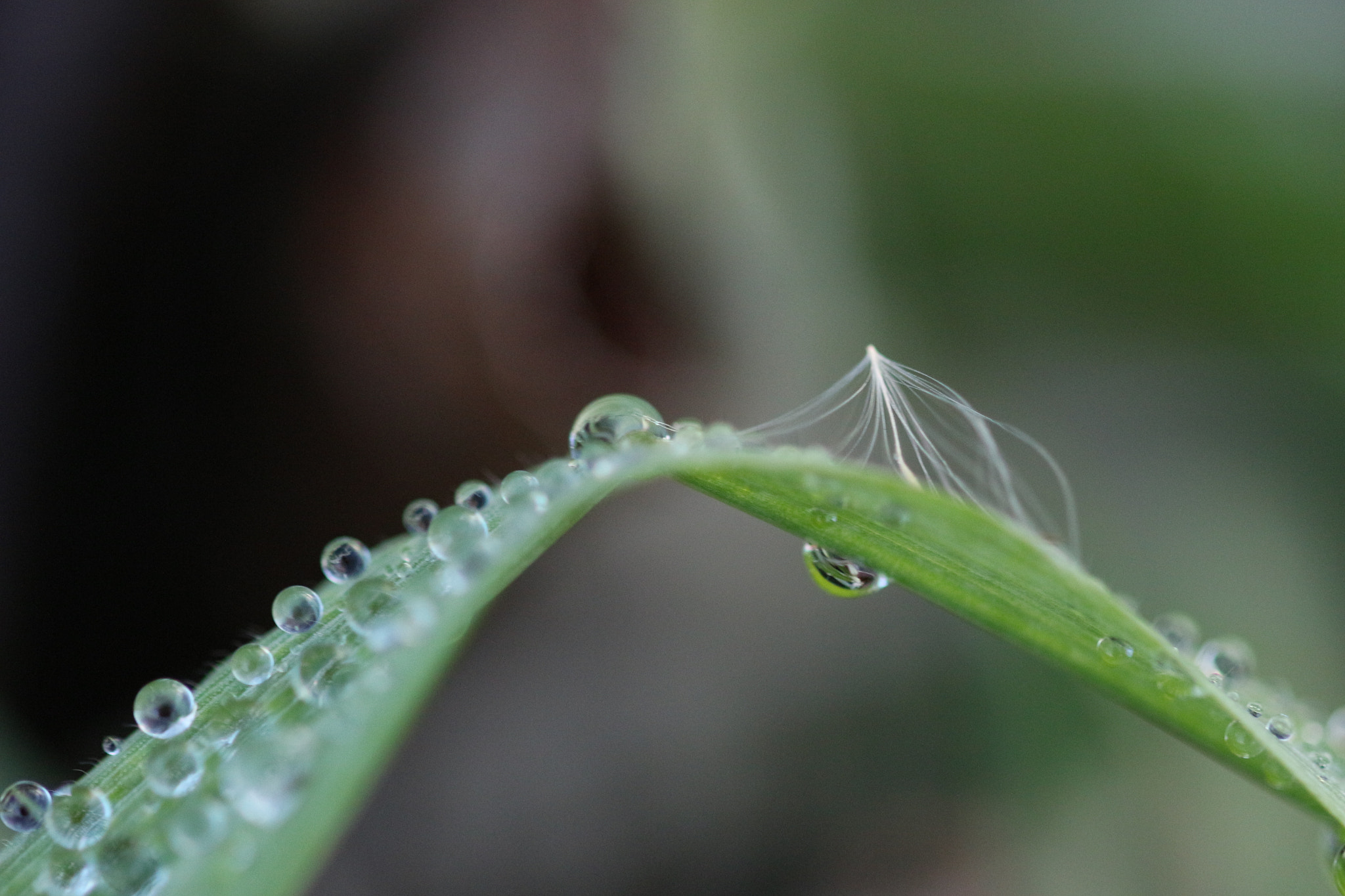 Canon EOS 700D (EOS Rebel T5i / EOS Kiss X7i) + Sigma 105mm F2.8 EX DG OS HSM sample photo. Late winter dew photography