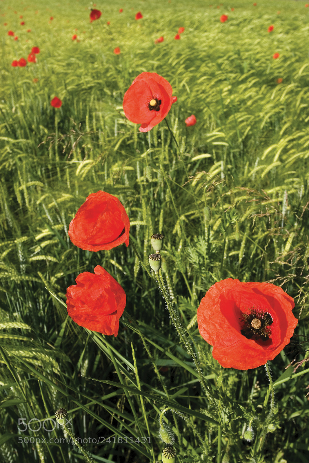 Canon EOS 20D sample photo. Poppy on the field photography