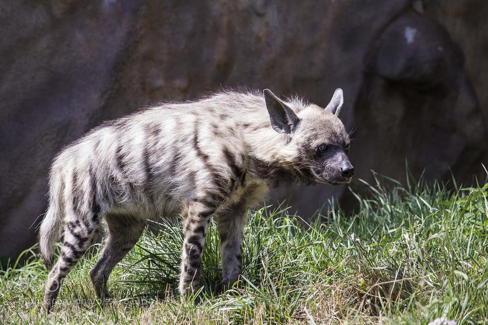Nikon D3100 sample photo. Hyena (hyaena hyaena sultana) photography