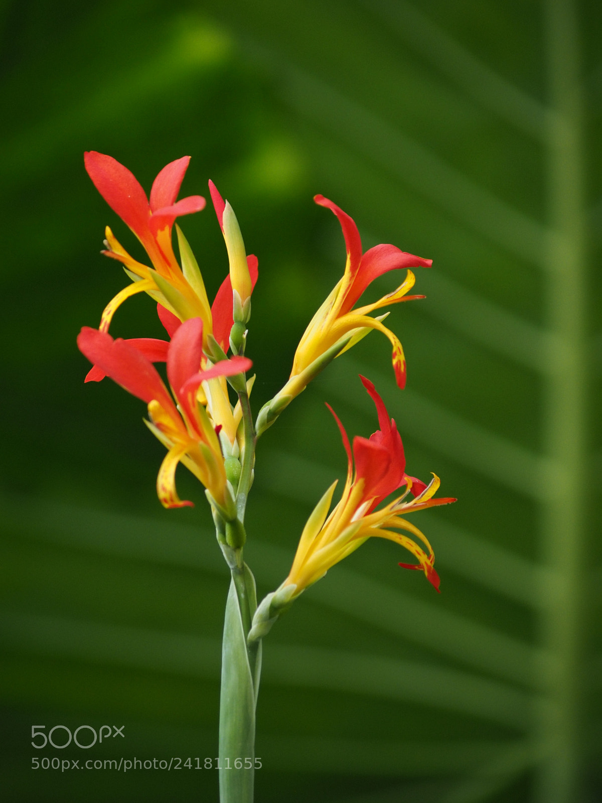 Olympus OM-D E-M1 sample photo. Indian shot (canna indica) photography