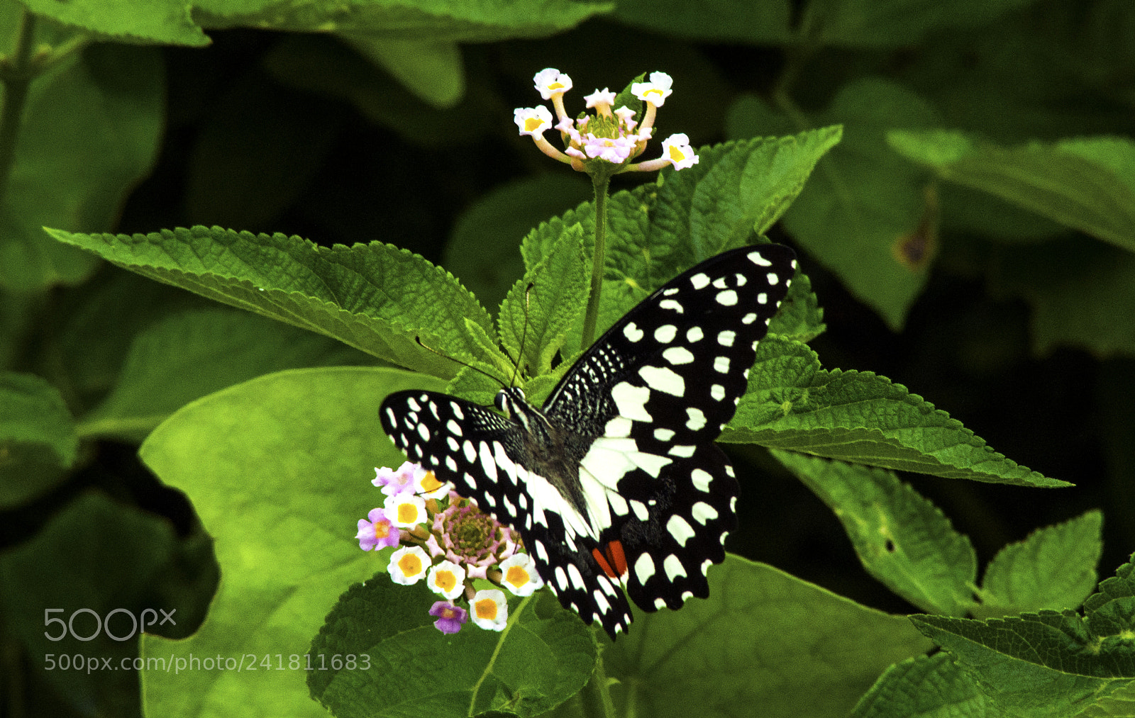 Nikon D90 sample photo. Papilio demoleus (male) dsc photography