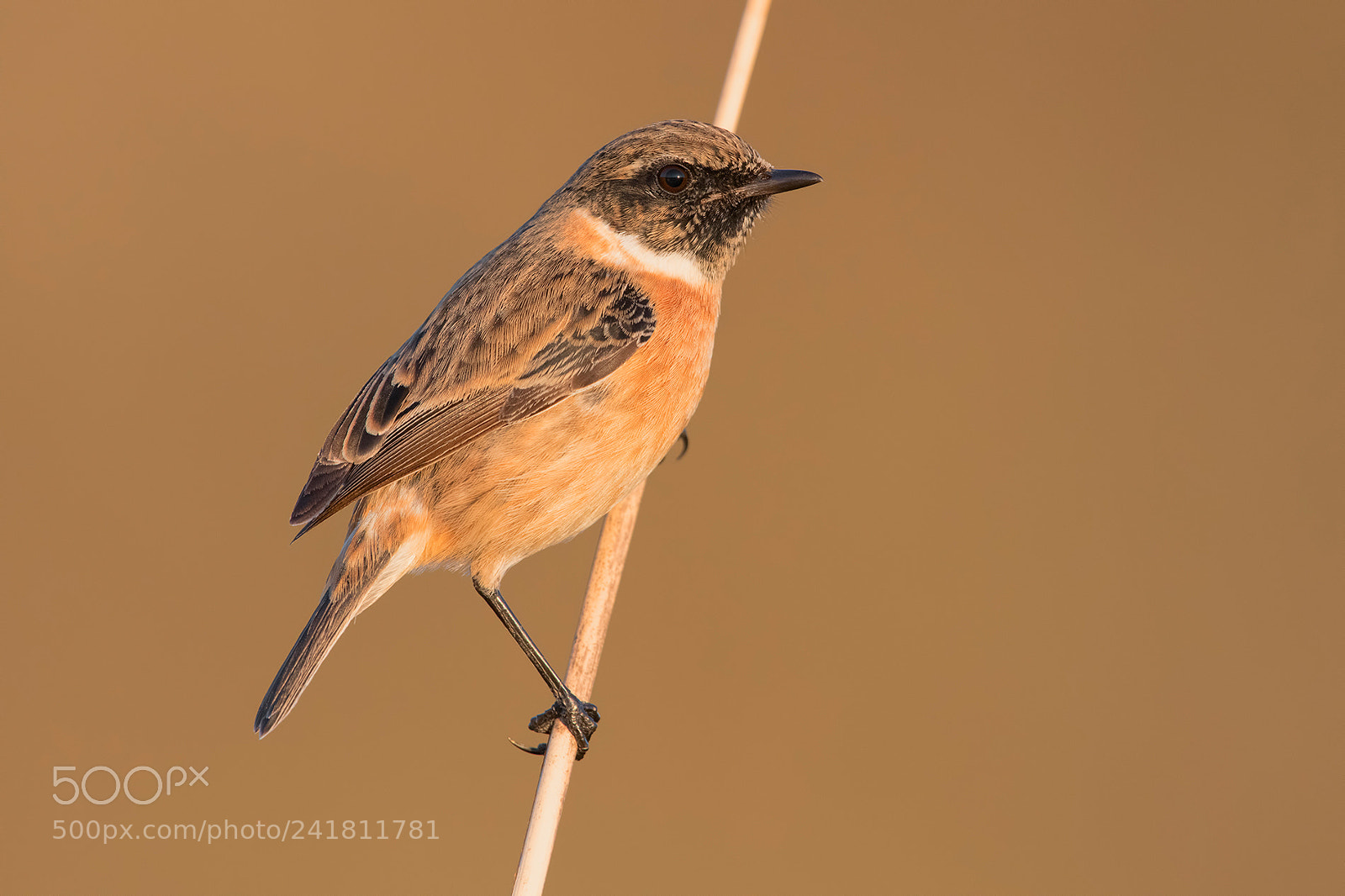 Nikon D850 sample photo. Stonechat photography