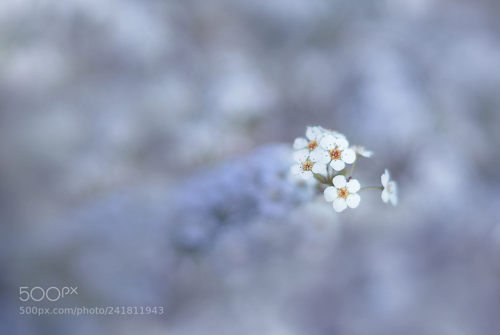 Sony SLT-A57 sample photo. Flower photography