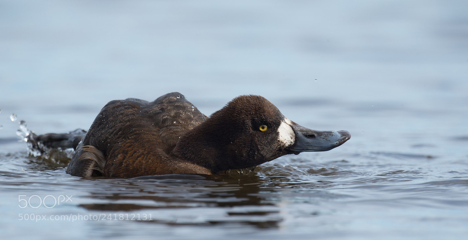 Nikon D4 sample photo. Fuligule milouinan, greater scaup photography