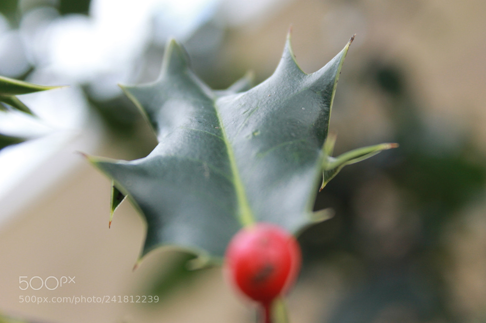 Canon EF-S 18-55mm F3.5-5.6 III sample photo. Untitled photography