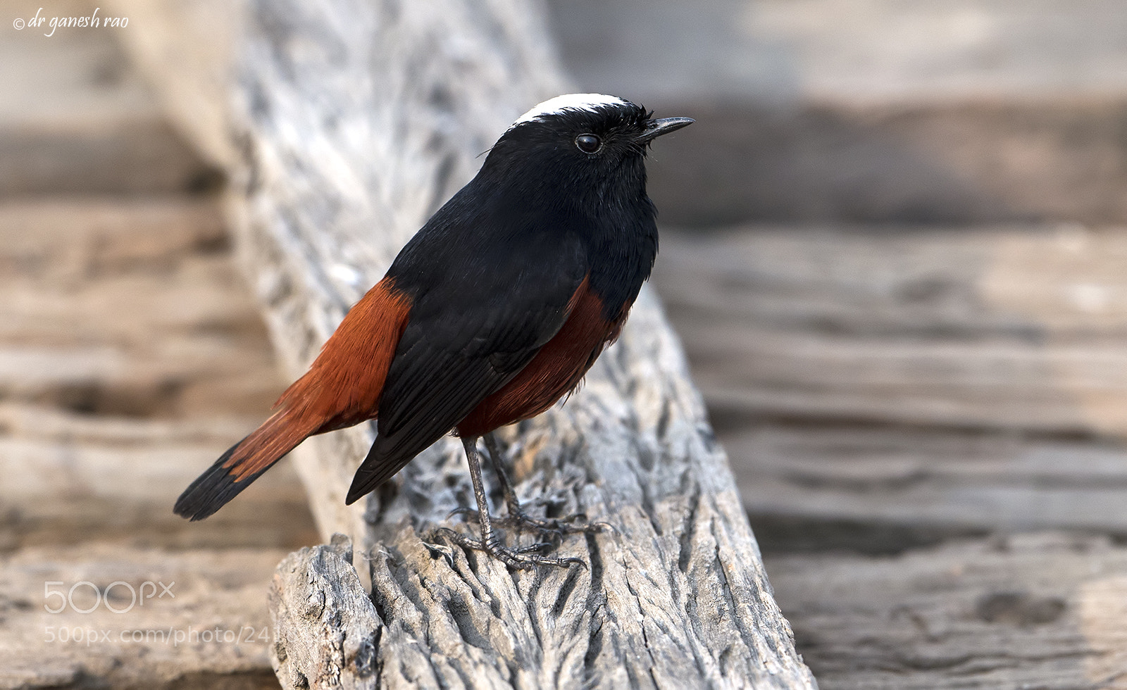 Nikon D4S sample photo. Redstart photography