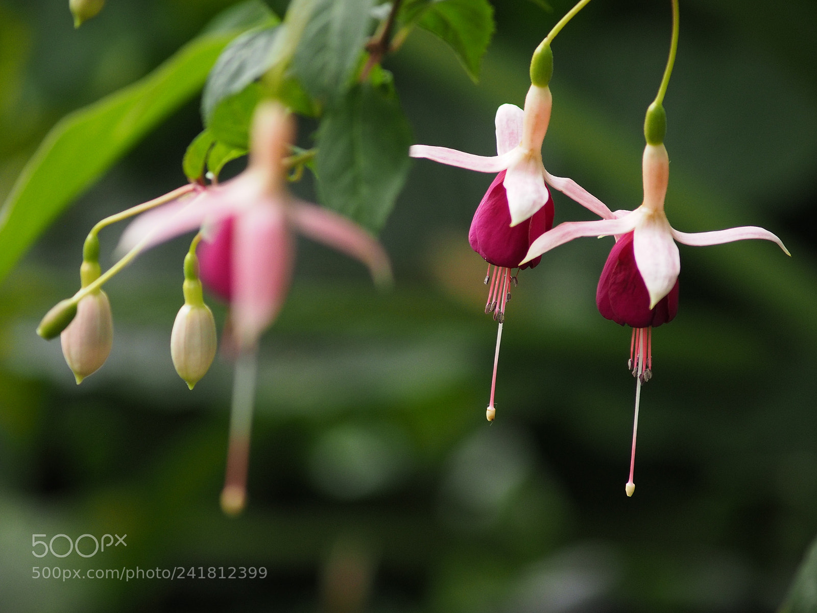 Olympus OM-D E-M1 sample photo. Fuchsia photography