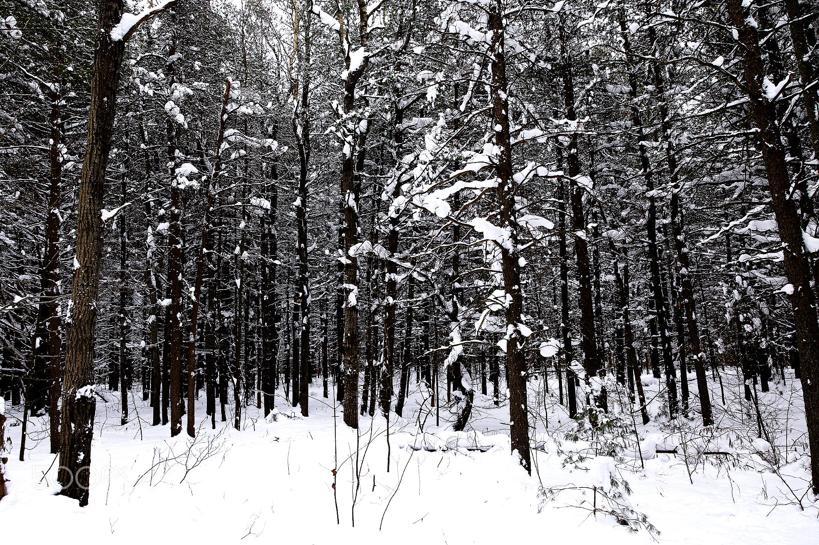 Canon EOS 6D sample photo. Foret de neige photography