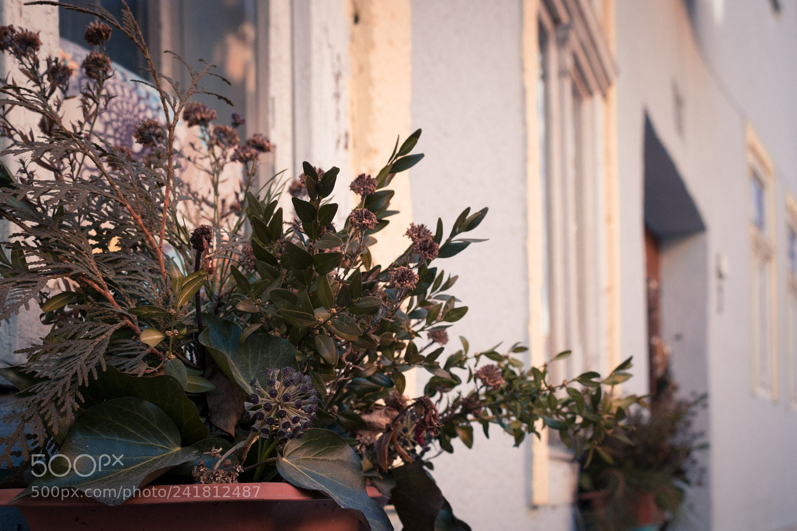 Canon EOS 750D (EOS Rebel T6i / EOS Kiss X8i) sample photo. Neighborhood flowers photography