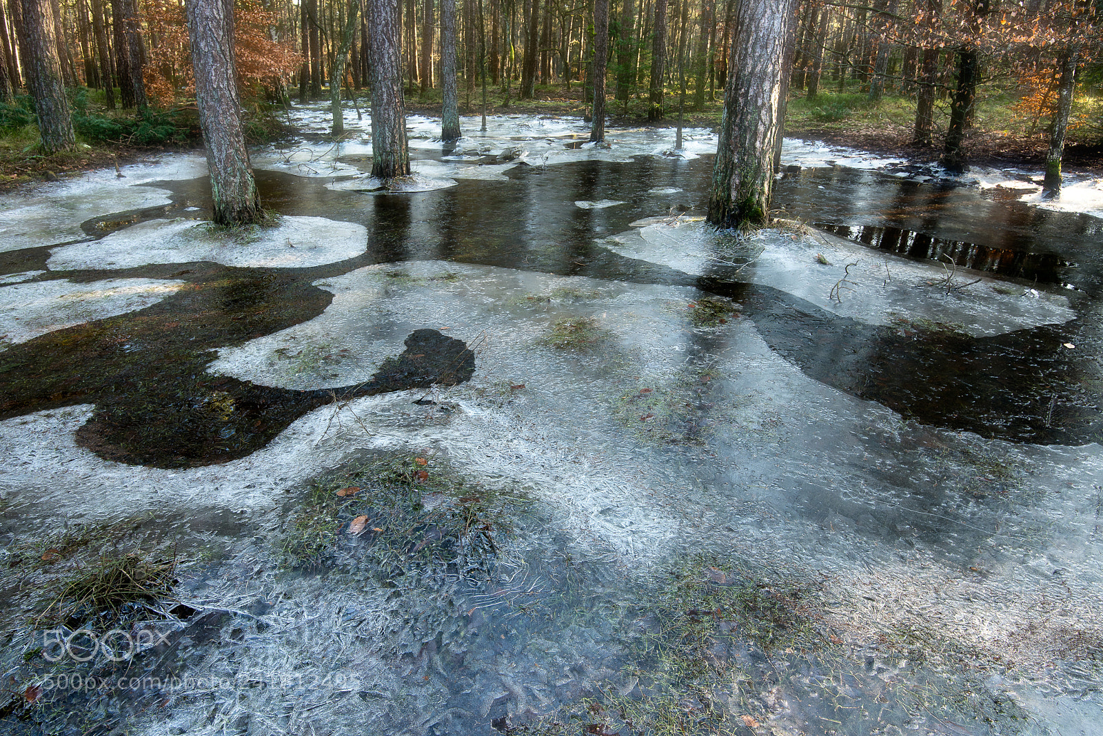 Nikon D810 sample photo. Winter in the woods ..... photography