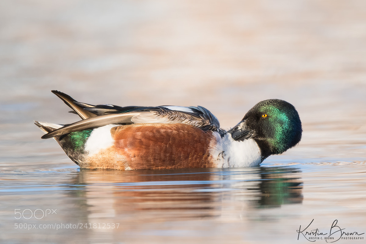 Nikon D850 sample photo. Preening male northern shoveler photography
