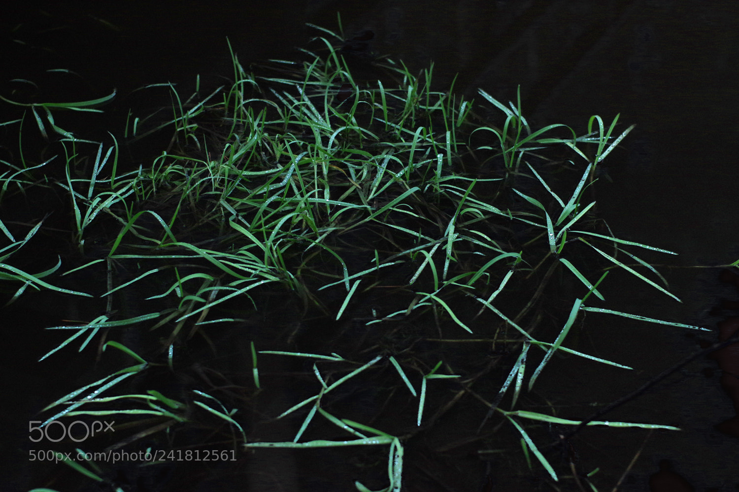Pentax K-3 sample photo. Grass photography