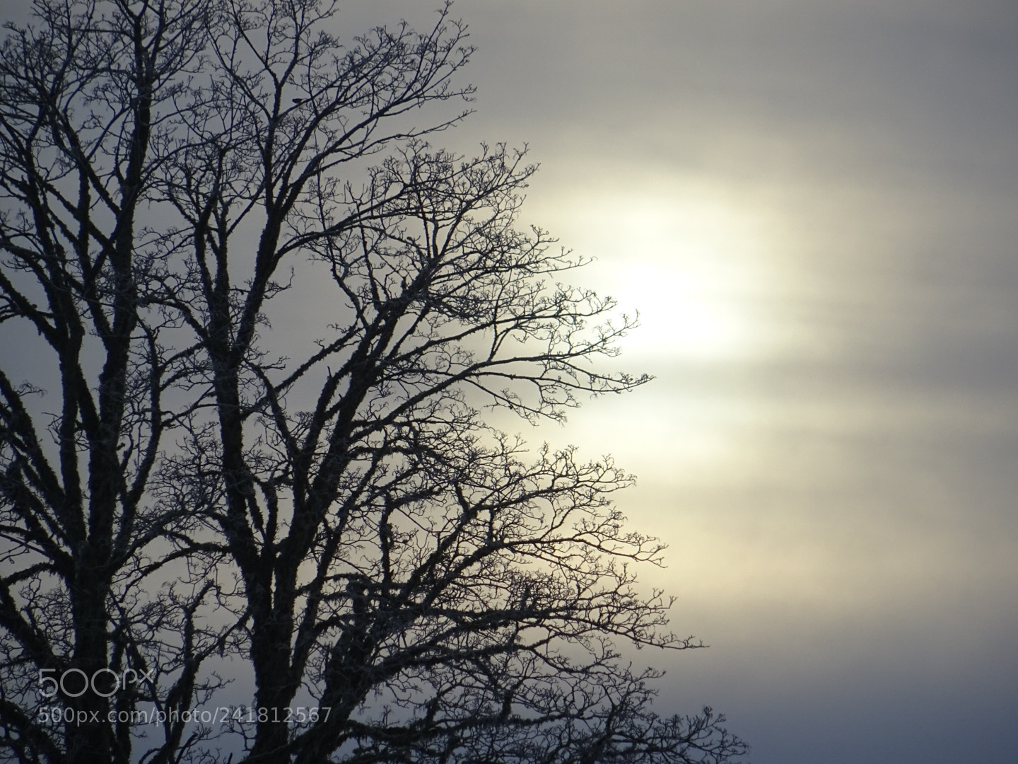 Sony DSC-HX60 sample photo. 25.12.17 photography