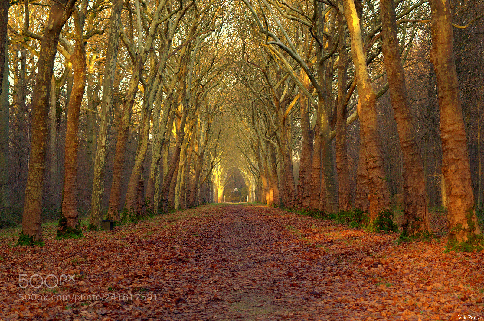 Nikon D3100 sample photo. The leaves have fallen photography