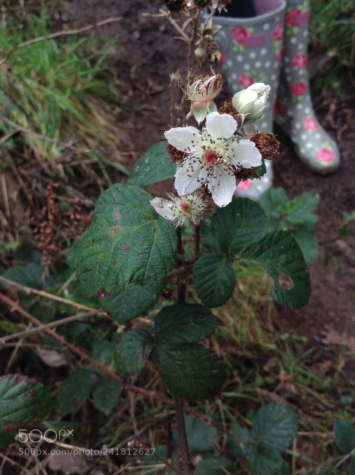 Apple iPod touch sample photo. Fullsizerender photography