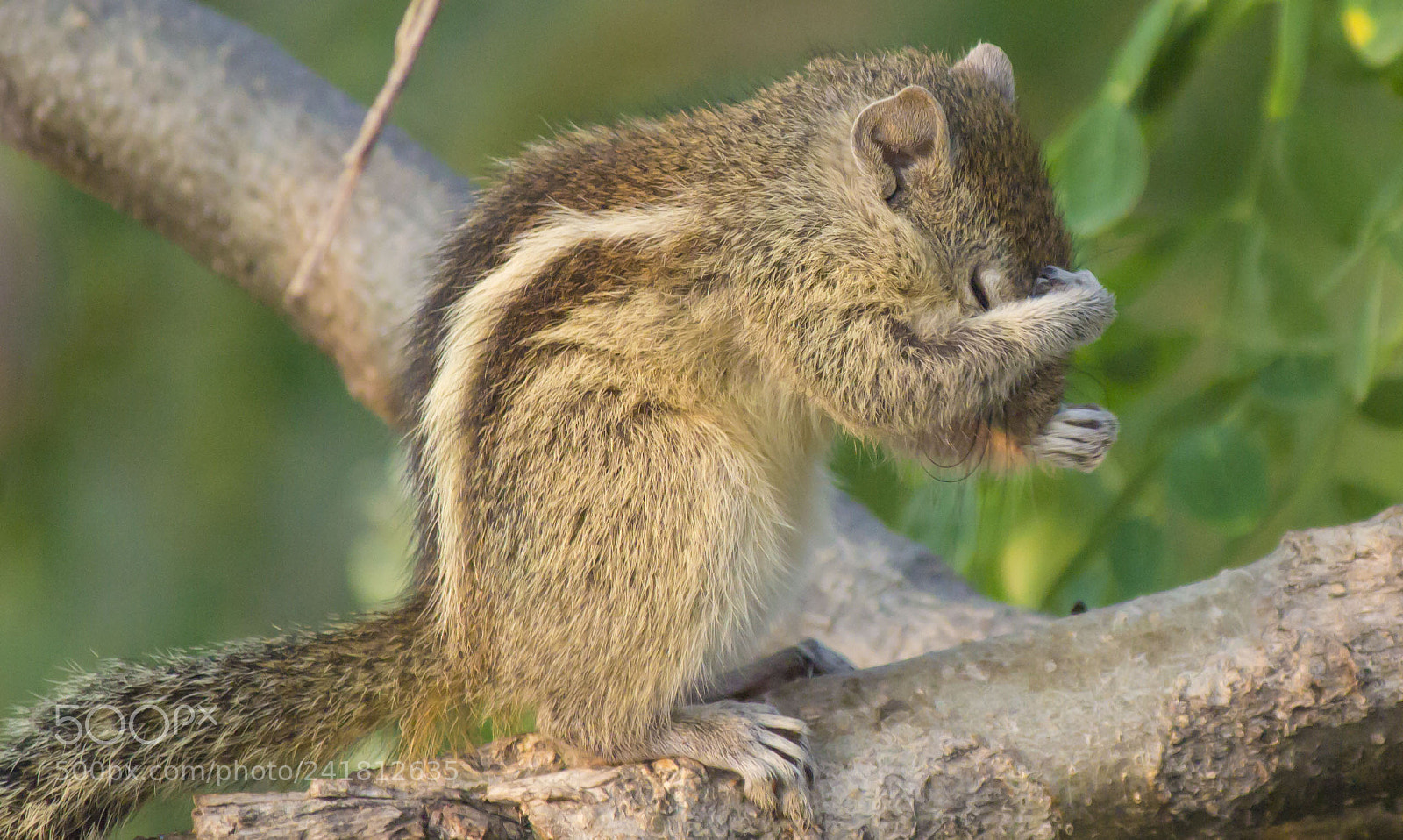 Canon EOS 600D (Rebel EOS T3i / EOS Kiss X5) sample photo. Squirrel photography
