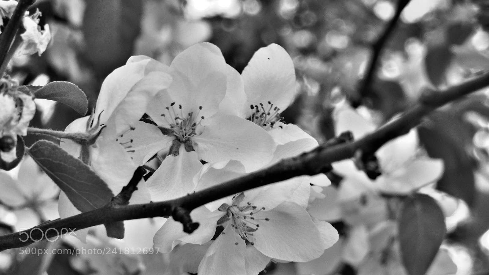 Canon PowerShot SX530 HS sample photo. Img photography