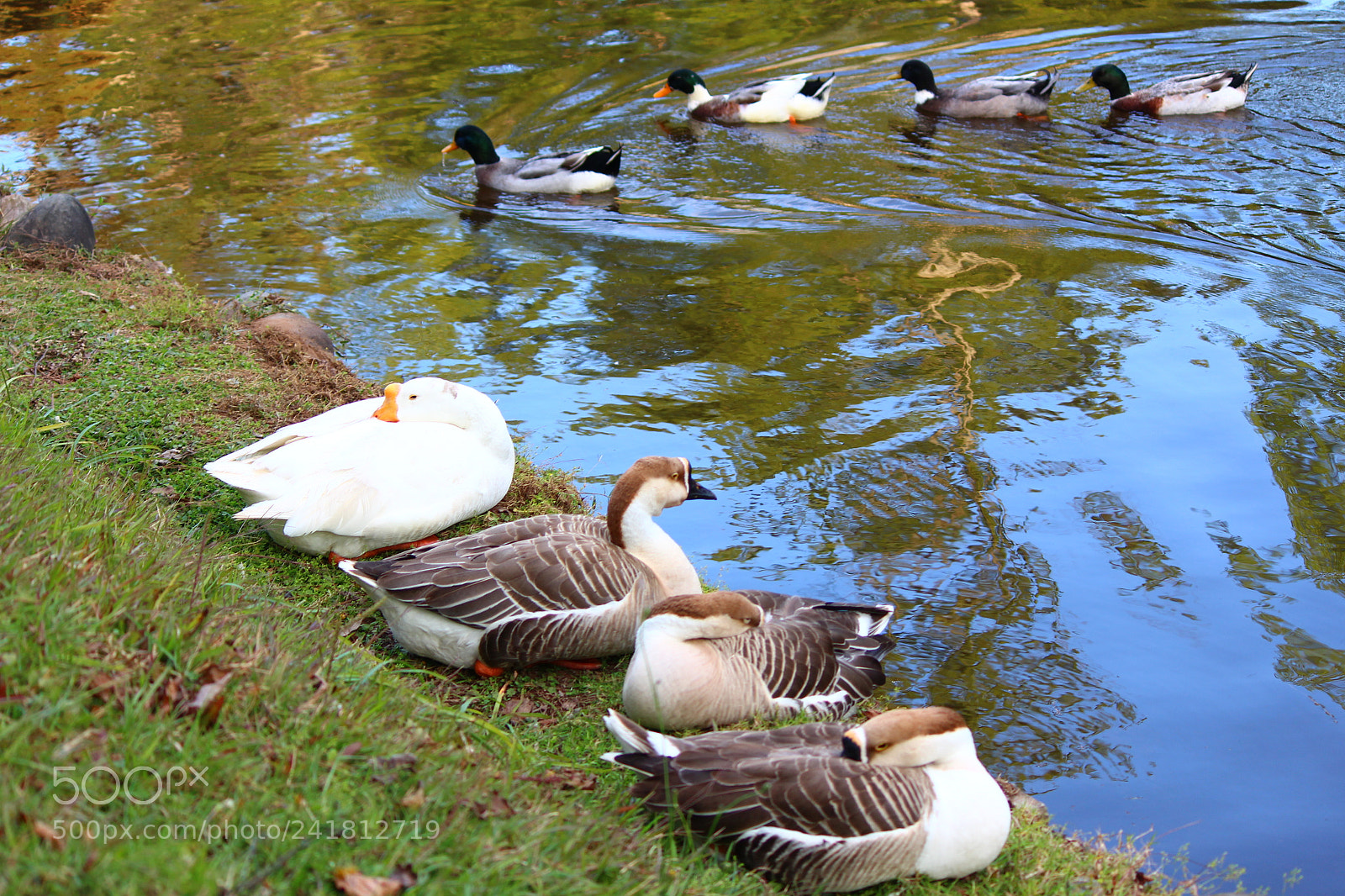 Canon EF-S 55-250mm F4-5.6 IS II sample photo. Ward's lake photography
