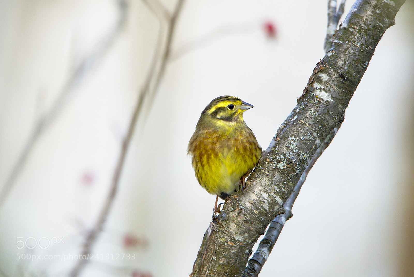 Nikon D810 sample photo. A yellowhammer photography