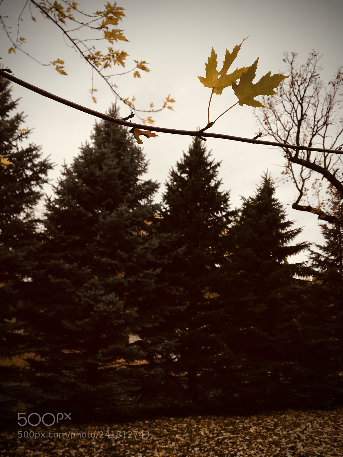Apple iPhone 6s sample photo. Img photography