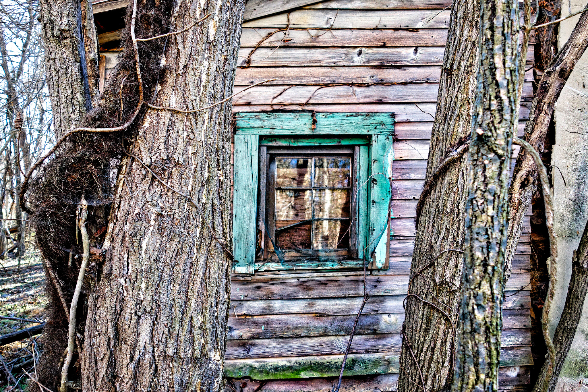 Hasselblad Stellar sample photo. Window between the trees photography