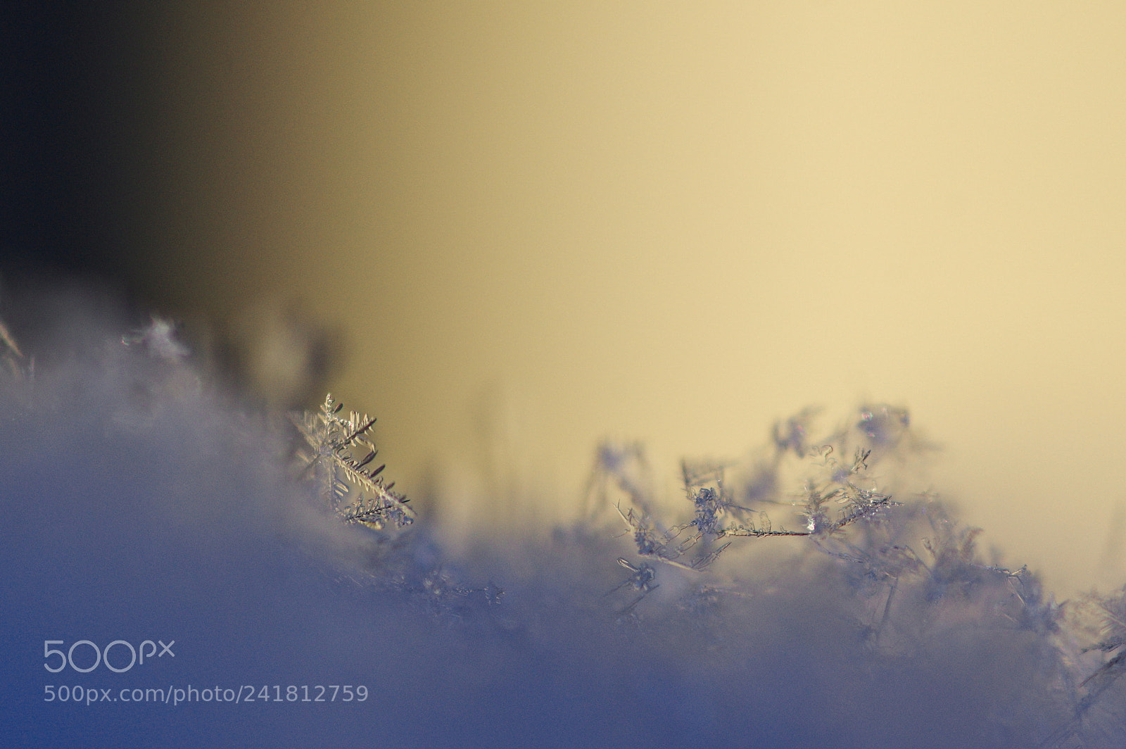Pentax K-3 sample photo. Snow - macrostyle 3 photography
