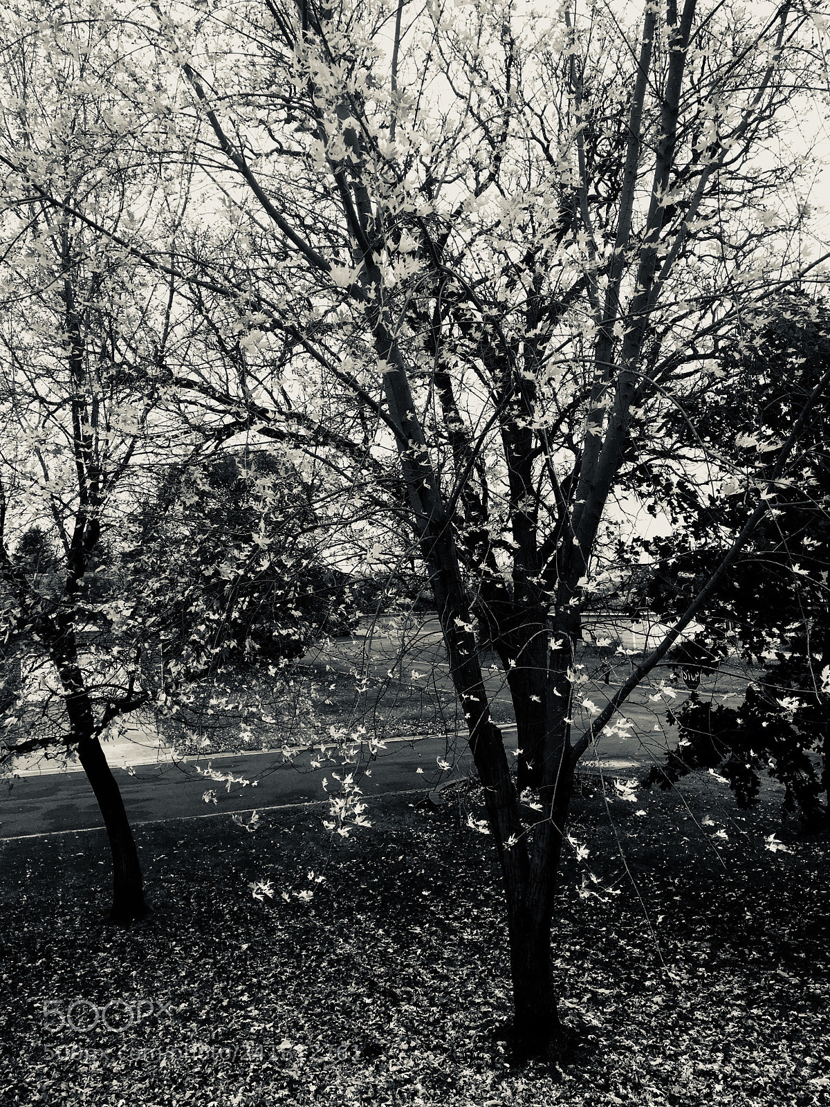 Apple iPhone 6s sample photo. Img_0003 2.jpg photography