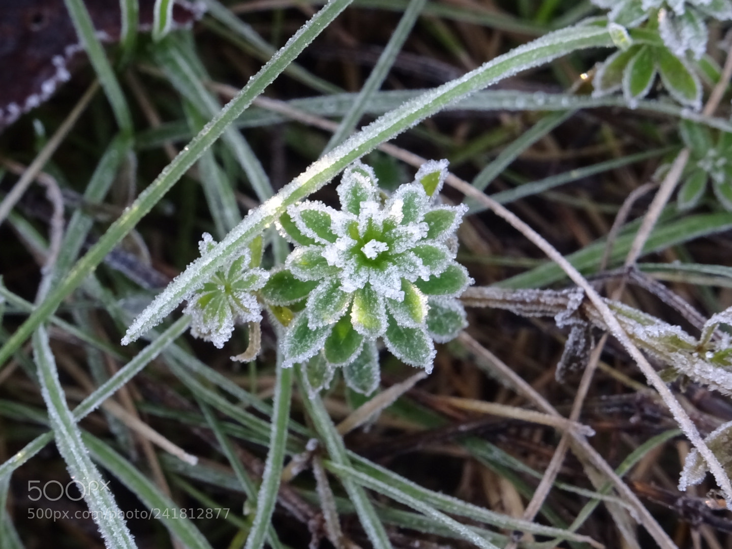 Sony DSC-HX60 sample photo. Snow is magical photography