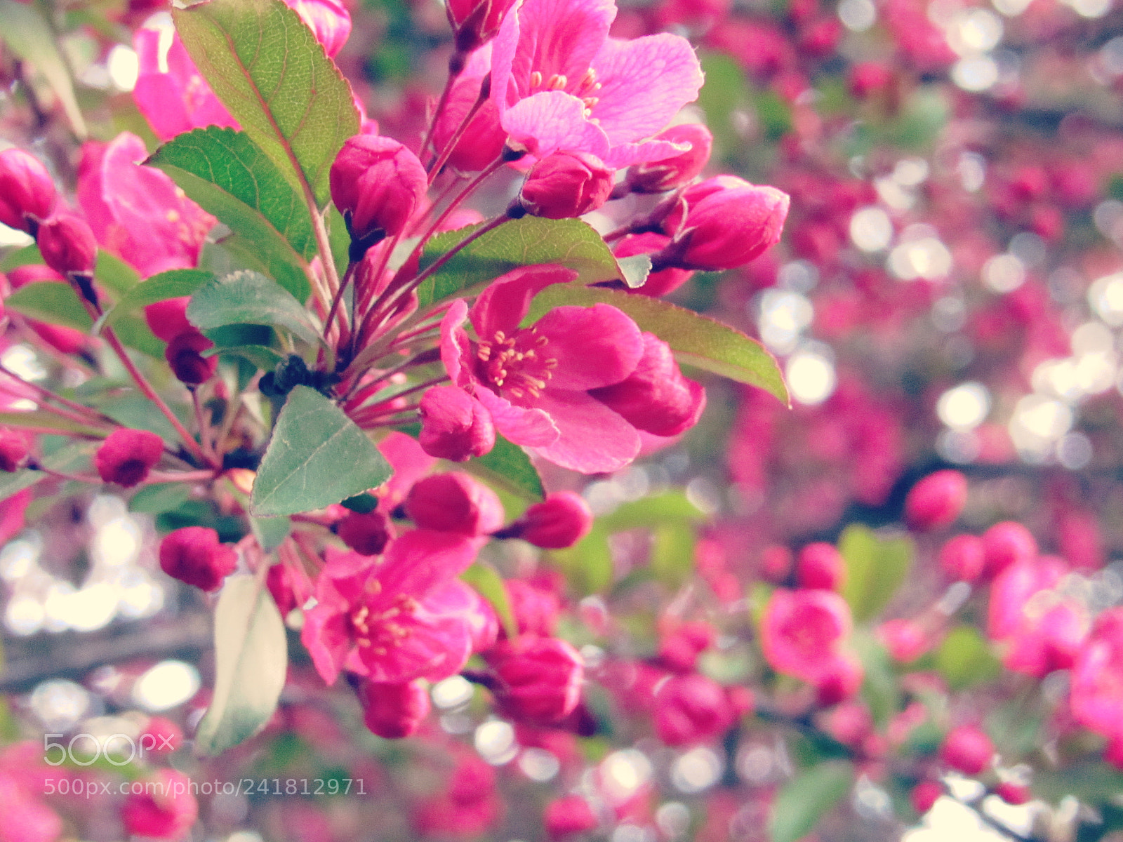 Canon PowerShot SX530 HS sample photo. Img photography