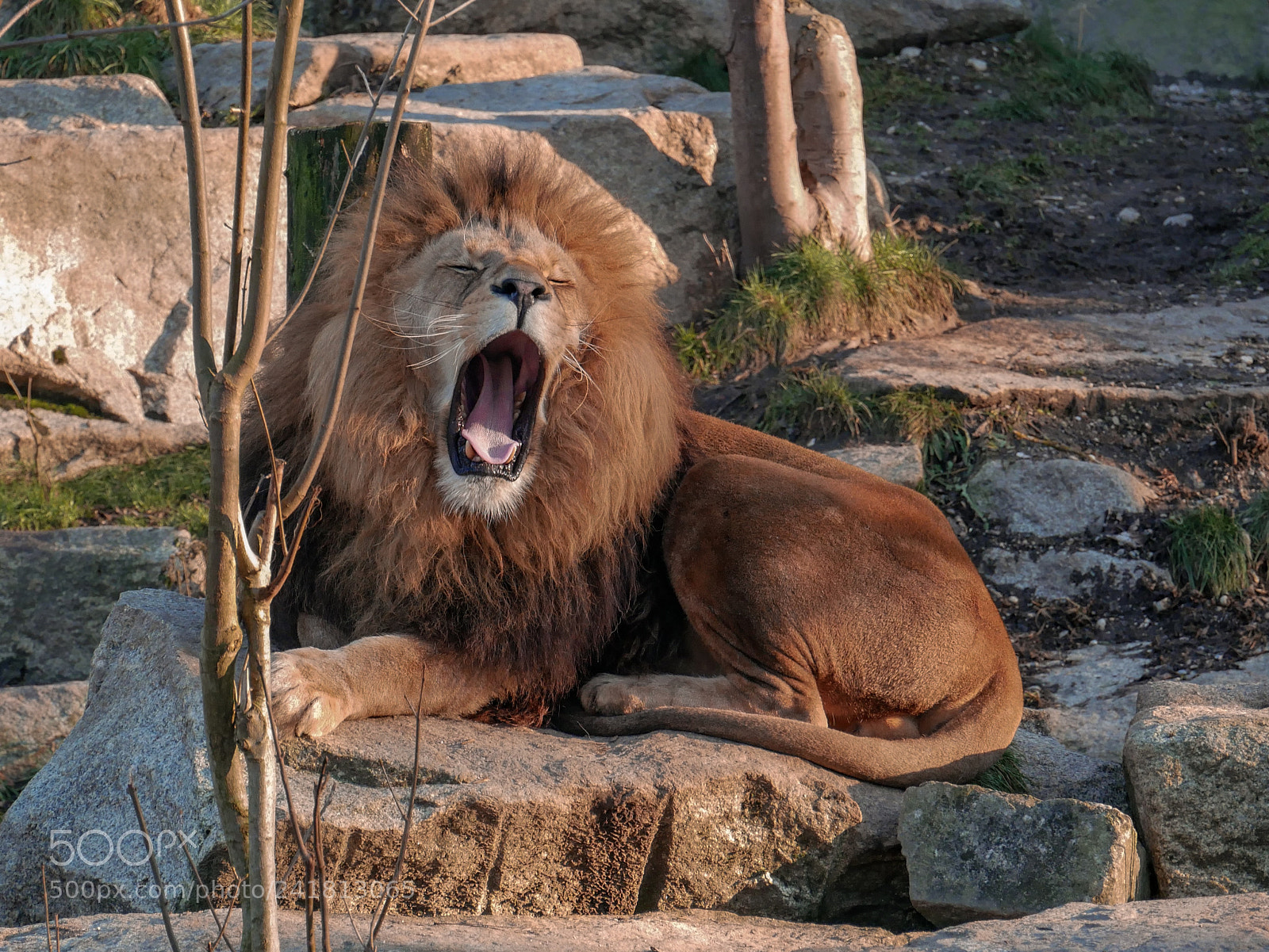 Panasonic Lumix DMC-GX85 (Lumix DMC-GX80 / Lumix DMC-GX7 Mark II) sample photo. A lion that is photography