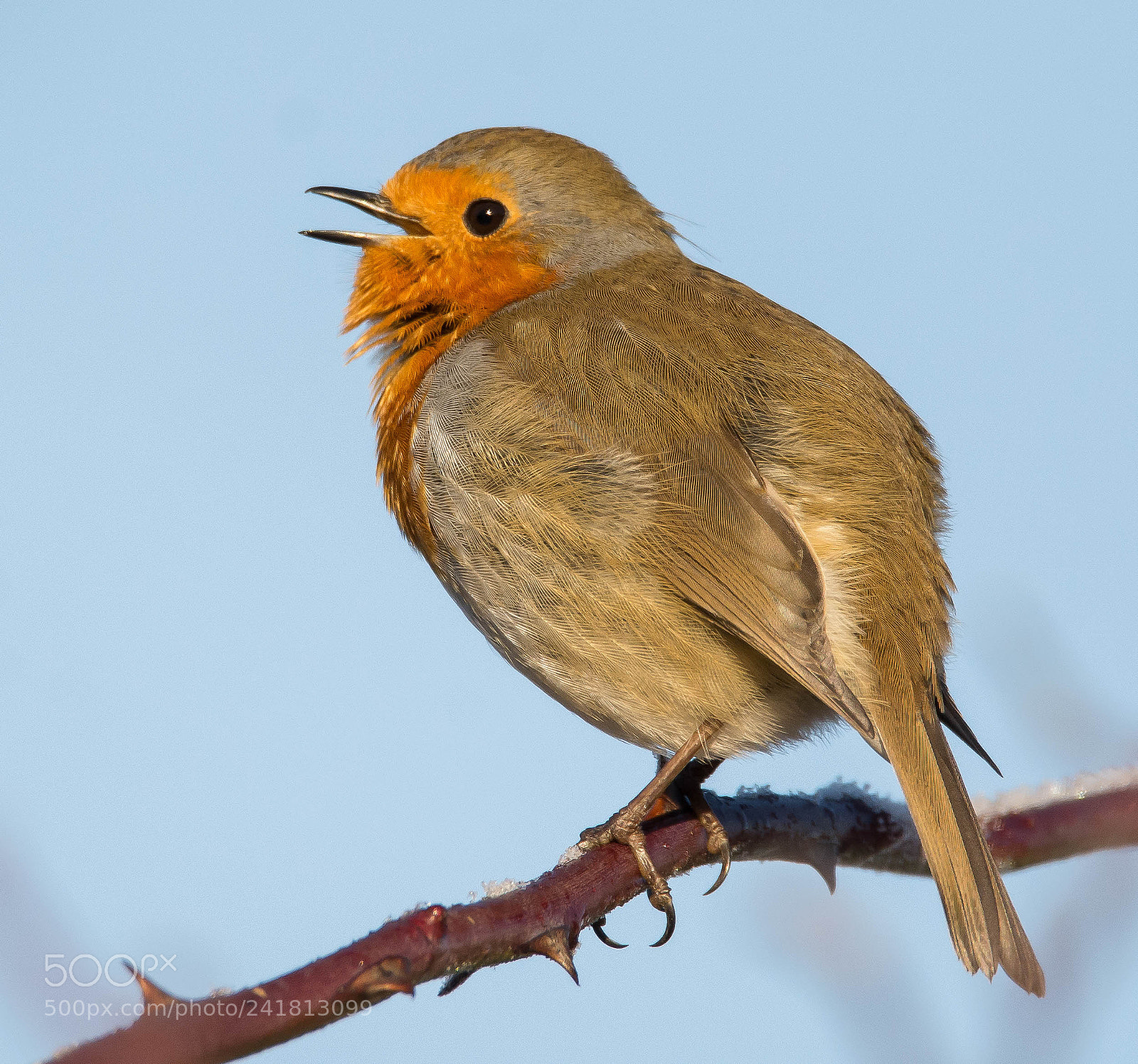 Nikon D7100 sample photo. One happy robin. photography