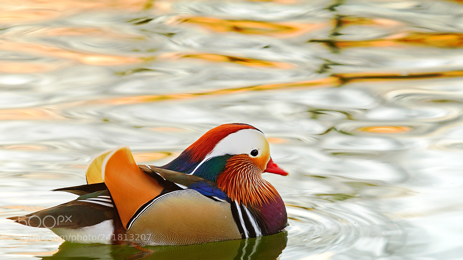 Canon EOS 60D sample photo. Mandarin duck photography