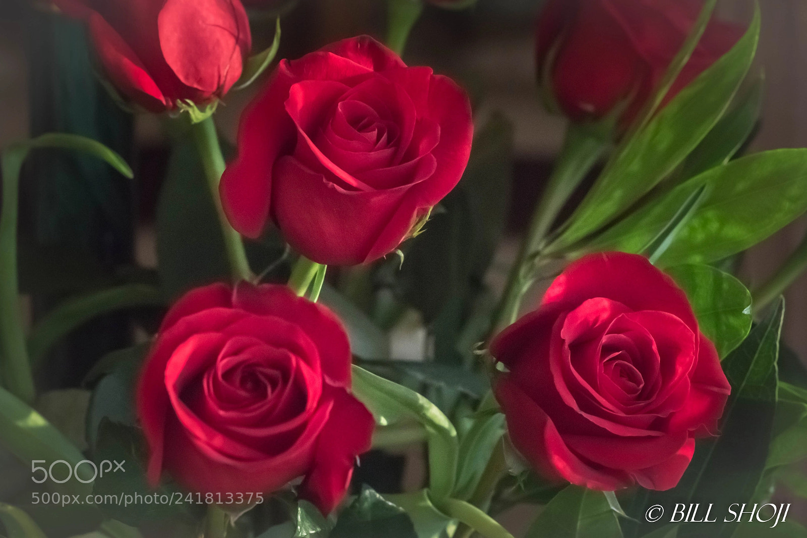 Sony ILCA-77M2 sample photo. New year roses 2018 photography