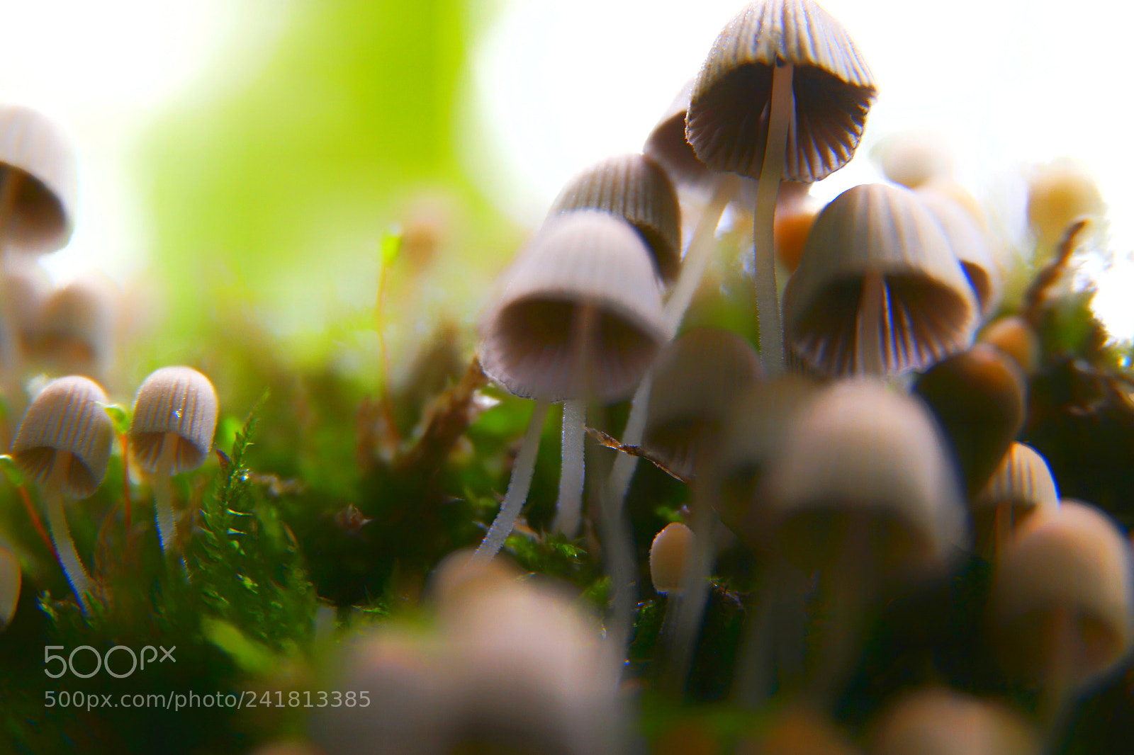 Samsung NX1 sample photo. The small forest mushrooms photography