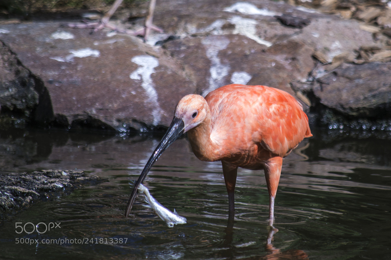 Nikon D3100 sample photo. Ibis (eudocimus ruber) photography