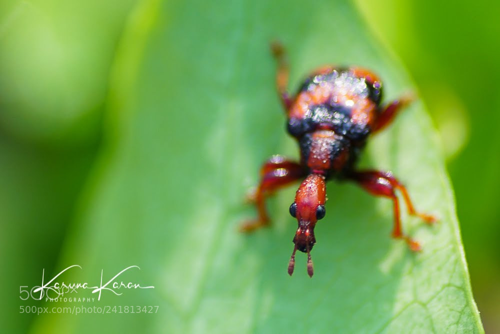 Sony a99 II sample photo. Beetle !! photography