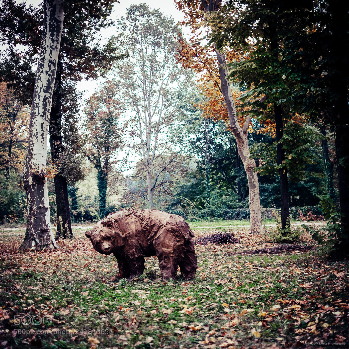 Fujifilm X-E1 sample photo. Bear photography