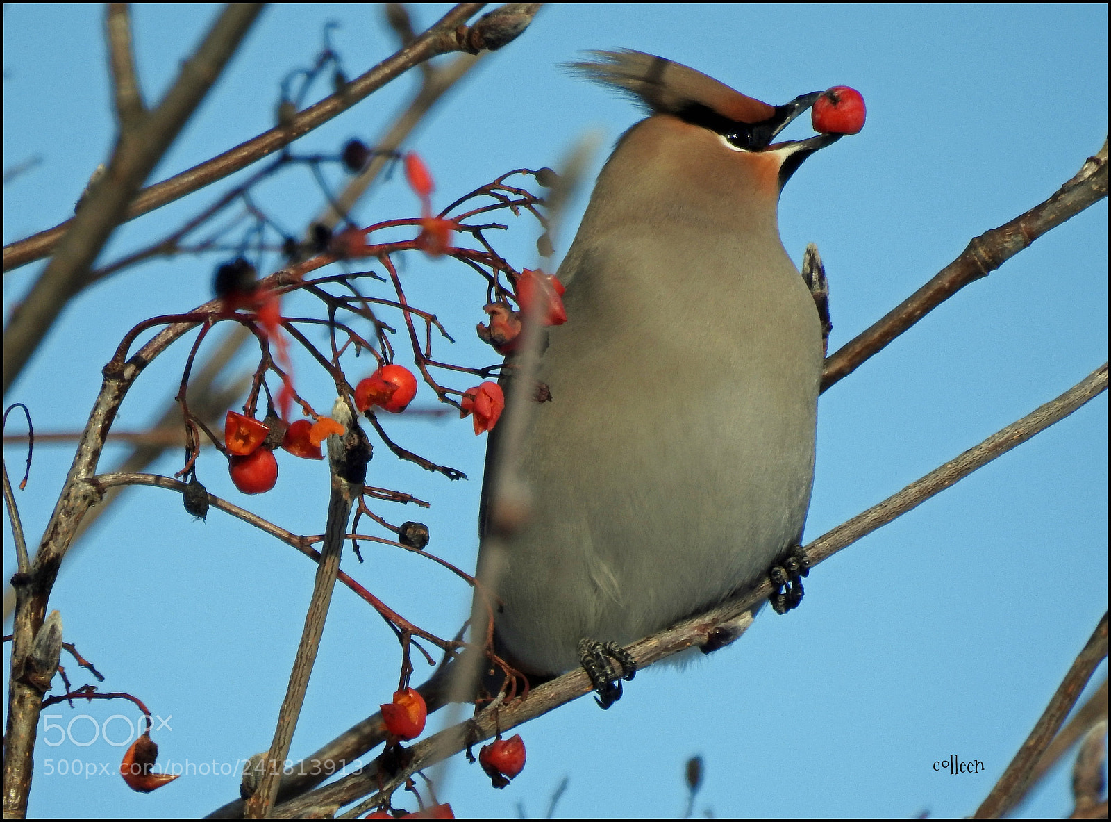 Nikon Coolpix P900 sample photo. A good year for photography